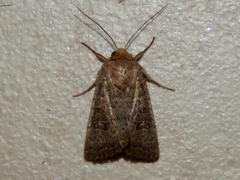 Noctuidae..a domicilio..